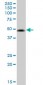 VIPR2 Antibody (monoclonal) (M01)