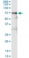VNN1 Antibody (monoclonal) (M05)