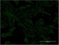 VNN1 Antibody (monoclonal) (M08)