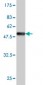 VSNL1 Antibody (monoclonal) (M01)