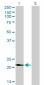 VSNL1 Antibody (monoclonal) (M01)