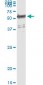 WARS Antibody (monoclonal) (M02)