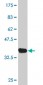 WARS Antibody (monoclonal) (M02)