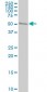 WARS Antibody (monoclonal) (M02)
