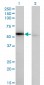 WARS Antibody (monoclonal) (M02)