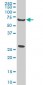 WASF2 Antibody (monoclonal) (M01)