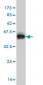 WASF2 Antibody (monoclonal) (M02)