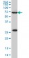 WASF2 Antibody (monoclonal) (M02)