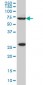 WASF2 Antibody (monoclonal) (M02)