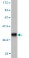 WASL Antibody (monoclonal) (M04)