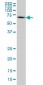 WASL Antibody (monoclonal) (M04)