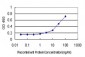 WDR4 Antibody (monoclonal) (M01)