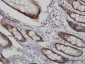 WDR4 Antibody (monoclonal) (M01)