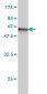WDR4 Antibody (monoclonal) (M01)