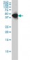 WDR4 Antibody (monoclonal) (M01)
