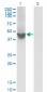 WDR4 Antibody (monoclonal) (M01)
