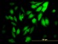 WDR5 Antibody (monoclonal) (M01)