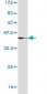 WDR5 Antibody (monoclonal) (M01)
