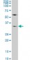 WDR5 Antibody (monoclonal) (M01)