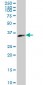 WDR5 Antibody (monoclonal) (M01)