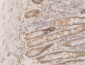 WDR58 Antibody (monoclonal) (M01)