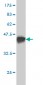 WDR58 Antibody (monoclonal) (M01)