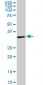WDR58 Antibody (monoclonal) (M01)