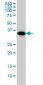 WDR58 Antibody (monoclonal) (M01)