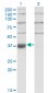 WDR58 Antibody (monoclonal) (M01)