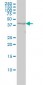 WDR77 Antibody (monoclonal) (M01)