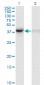 WDR77 Antibody (monoclonal) (M01)