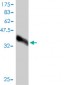 WFDC2 Antibody (monoclonal) (M01)