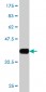 WIPI1 Antibody (monoclonal) (M02)