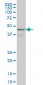 WIPI1 Antibody (monoclonal) (M02)