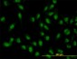 XAB2 Antibody (monoclonal) (M01)