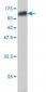 XAB2 Antibody (monoclonal) (M01)