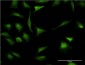 XBP1 Antibody (monoclonal) (M01)