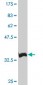 XBP1 Antibody (monoclonal) (M01)