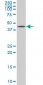 XBP1 Antibody (monoclonal) (M01)