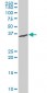 XBP1 Antibody (monoclonal) (M04)