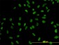 XPO5 Antibody (monoclonal) (M01)