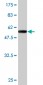 XPO5 Antibody (monoclonal) (M01)