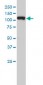 XPO5 Antibody (monoclonal) (M01)