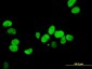 XRCC5 Antibody (monoclonal) (M02)