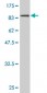 XRCC5 Antibody (monoclonal) (M02)