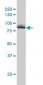 XRCC5 Antibody (monoclonal) (M02)