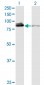 XRCC5 Antibody (monoclonal) (M02)