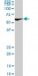 XRCC6 Antibody (monoclonal) (M05)