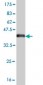 YAP1 Antibody (monoclonal) (M01)
