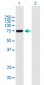YAP1 Antibody (monoclonal) (M01)